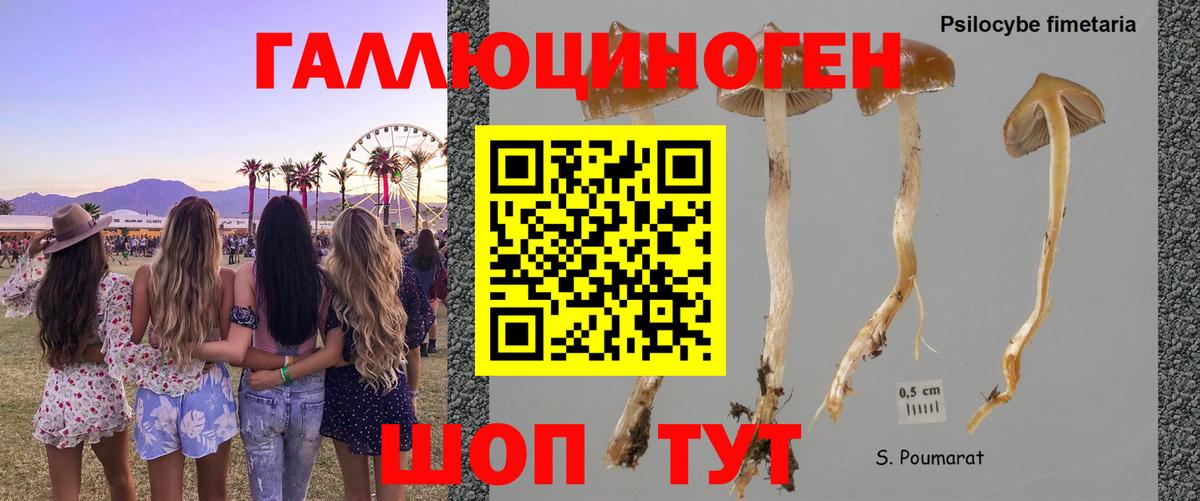 Псилоцибиновые грибы Psilocybe Новоалександровск